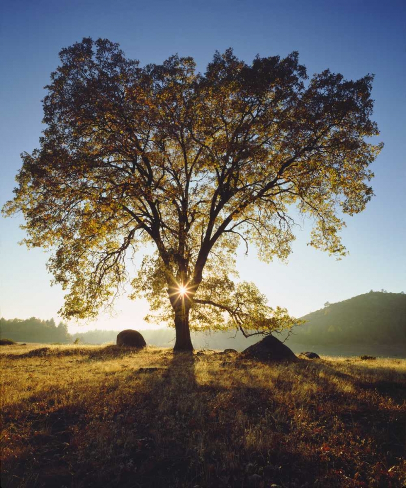 California, San Diego Black Oak Tree in Autumn
